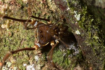 Media type: image; Invertebrate Zoology 144012